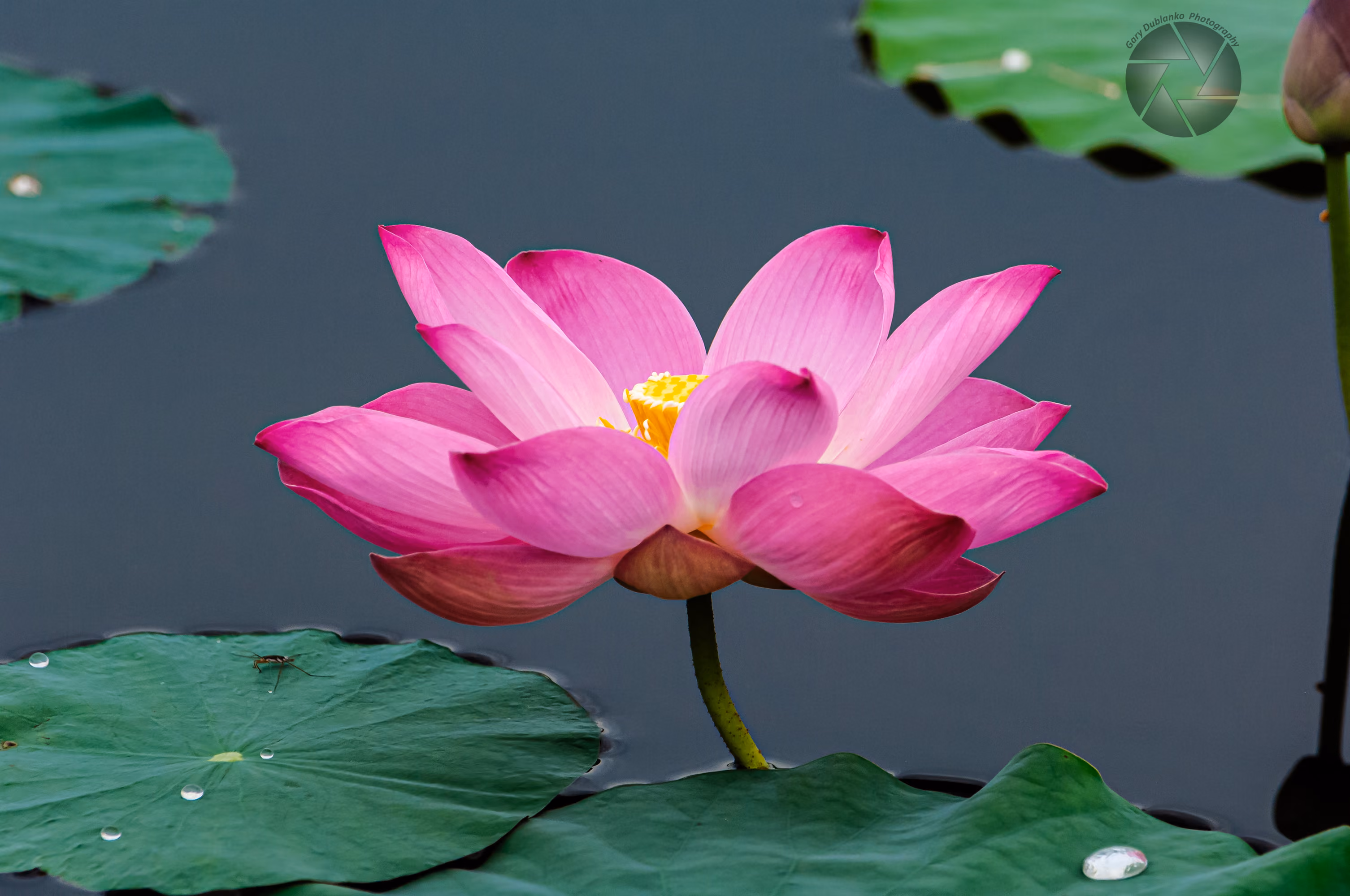 Emergence, Malaysia